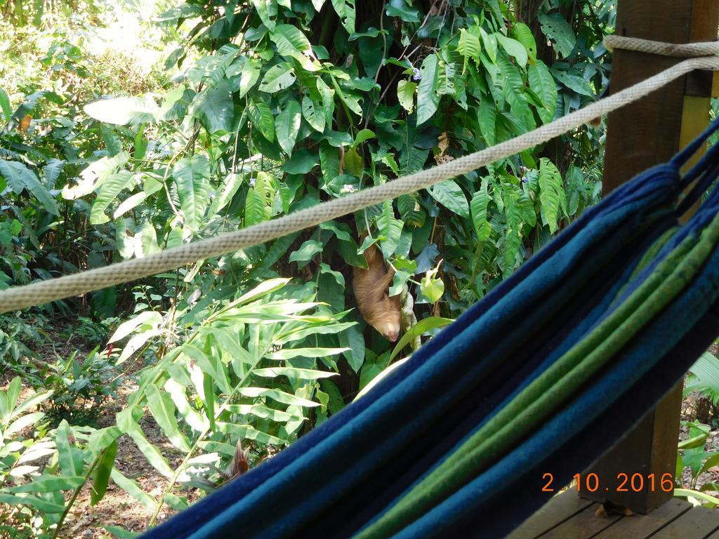 Casa Lina Sloth View Exotic Apartment With Privat Kitchen Puerto Viejo de Talamanca Eksteriør billede